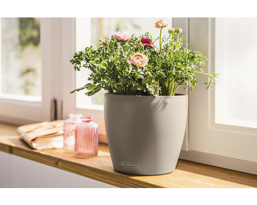 Ranunkel i en Lechuza blomkruka på en fönsterbräda