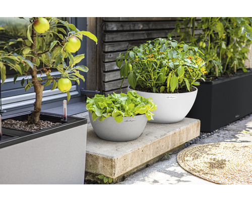 Lechuza planteringskärl med sallad, paprika, tomater och äppelträd