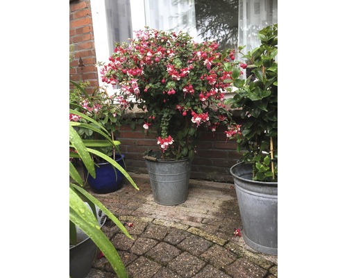 Fuchsia buske i en metallkruka i trädgården.