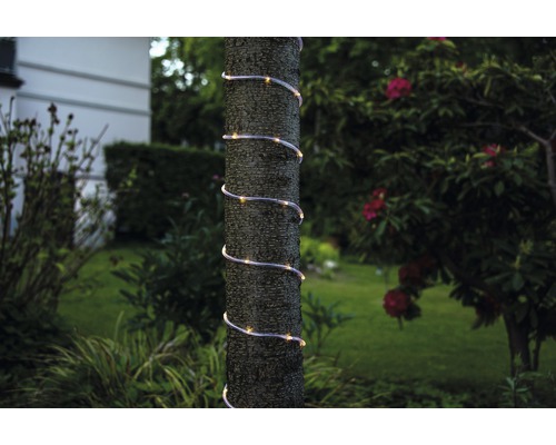 Ljusslinga lindad spiralformigt runt trädstam i trädgård