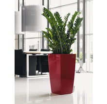 Zamioculcas krukväxt i en planteringskärl