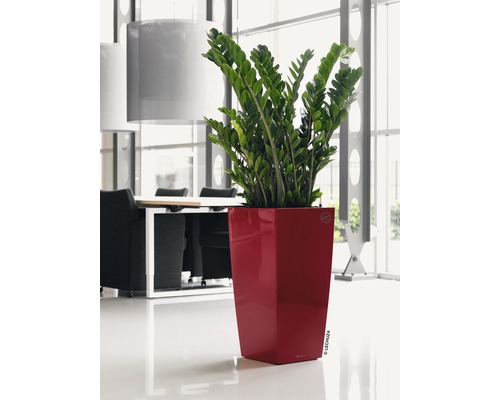 Zamioculcas krukväxt i en planteringskärl