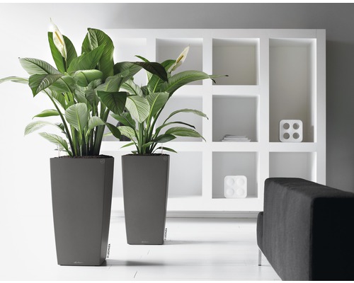 Två höga, grå planteringskärl med växter och vita blommor framför en vit hylla