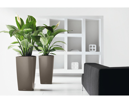 Två krukväxter i höga planteringskärl i ett ljust rum