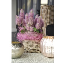 Dekorativ blomsterarrangemang i korg med två värmeljushållare