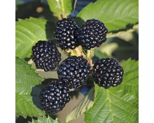 Svarthallon FLORASELF Rubus idaeus Black Jewel 60-80cm co 2L Svarthallon FLORASELF Rubus idaeus Black Jewel 60-80cm co 2L