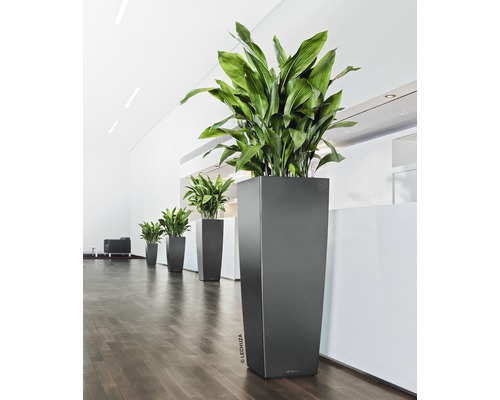 Rad med höga planteringskärl med gröna växter i ett ljust rum.