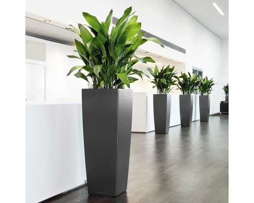 Rad med höga planteringskärl med gröna växter i ett rum