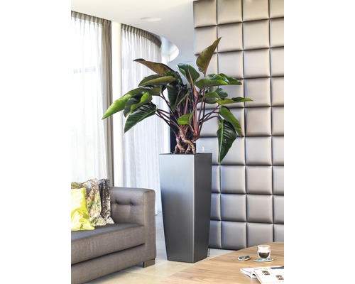 Interiörbild av ett vardagsrum med en växt i en hög, fyrkantig planteringslåda