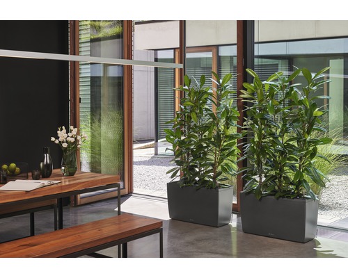 Matsal med träbord, bänkar och två blomlådor