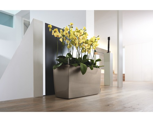 Dekorativ orkidé i en blomkruka inomhus