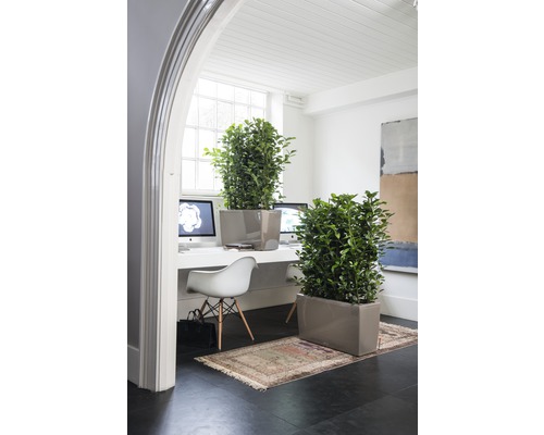 Ljust kontor med växter i planteringslådor, skrivbord och stol