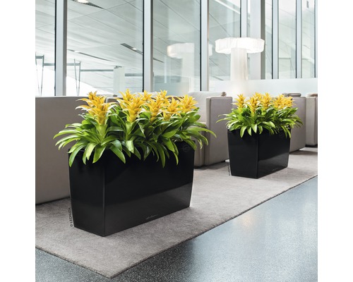 Två blomlådor med gula bromelior i ett ljust rum.