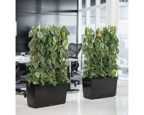 Två planterade rumsavdelare på ett kontor med klätterväxter i svarta planteringskärl.