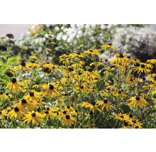 Praktrudbeckia FLORASELF Rudbeckia fulgida American Gold Rush 5-20cm Co 0,5L