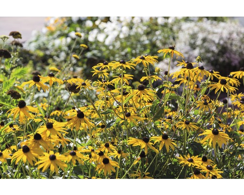 Fält med Rudbeckia blommor i trädgården