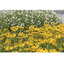 Praktrudbeckia FLORASELF Rudbeckia fulgida American Gold Rush 5-20cm Co 0,5L