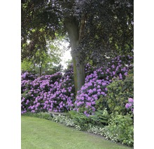 Landskapsträdgård med rododendron, träd och gräsmatta
