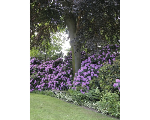 Landskapsträdgård med rododendron, träd och gräsmatta