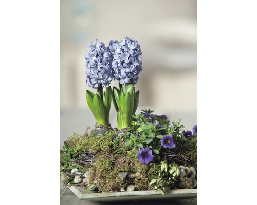 Blomsterarrangemang med hyacinter och mossa i kruka