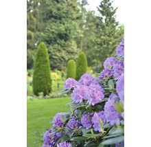 Blommande rhododendron i trädgård med gräsmatta och träd