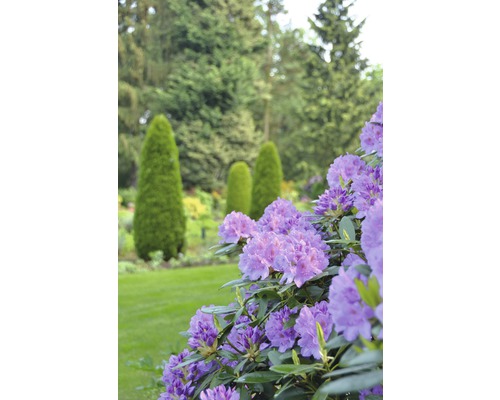 Blommande rhododendron i trädgård med gräsmatta och träd