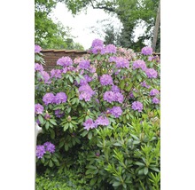 Blommande rhododendron i trädgården