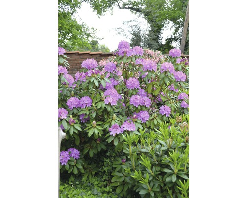 Blommande rhododendron i trädgården