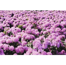 Fält med blommande rhododendron