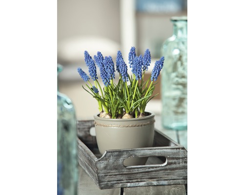 Pärlhyacinter i kruka på träbricka