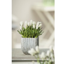 Pärlhyacint med vit blomma i kruka