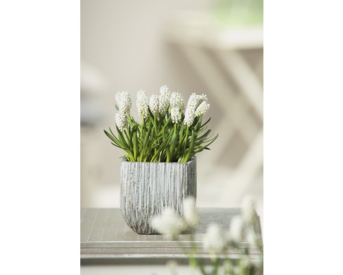 Pärlhyacint med vit blomma i kruka