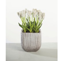 Konstgjord pärlhyacint i kruka