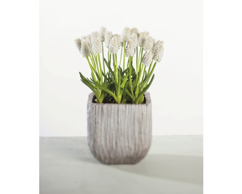 Konstgjord pärlhyacint i kruka