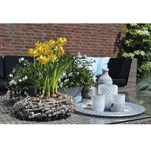 Gula påskliljor i en pilkorg med vita blommor och trädgårdsmöbler