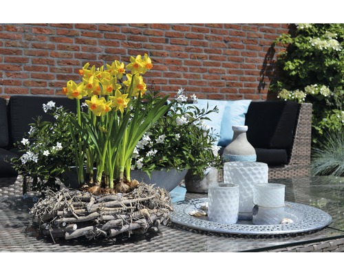 Gula påskliljor i en pilkorg med vita blommor och trädgårdsmöbler