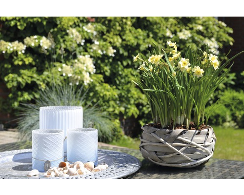 Tre ljuslyktor och en kruka med påskliljor på ett bord i trädgården.