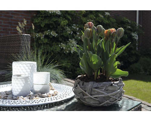 Dekorativt trädgårdsbord med tulpaner i en videkorg och lyktor