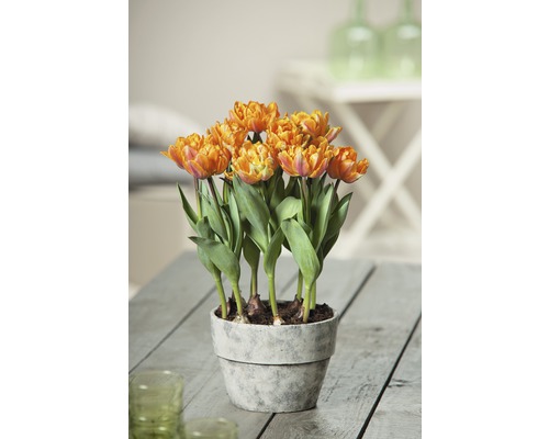 Tulpan FLORASELF Tulipa x Hybride Orange Princess Ø9cm