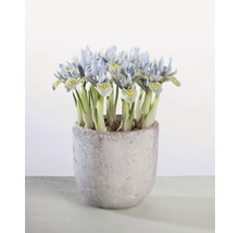 Irisväxter i en kruka