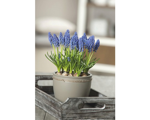 Blå pärlhyacint i kruka på en bricka.
