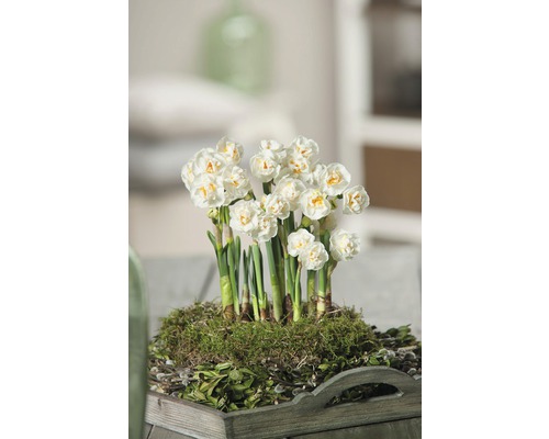 Trumpetnarciss påsklilja FLORASELF Narcissus pseudonarcissus Bridal Crown Ø12cm Narcissarrangemang på träbricka med mossa och grönska