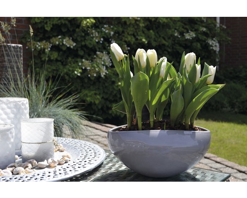 Vita tulpaner i grå kruka på ett bord utomhus, omgiven av dekorationer