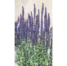 Trädgårdssalvia Salvia nemorosa Caradonna® 20-30cm Co 5L 3st