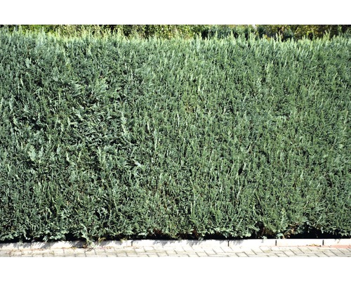 Tät, grön häck som insynsskydd för trädgården