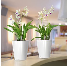 Självvattnande blomkruka LECHUZA Deltini Mini plast Ø10x13cm vit