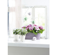 Självvattnande blomkruka LECHUZA Deltini Mini plast Ø10x13cm vit