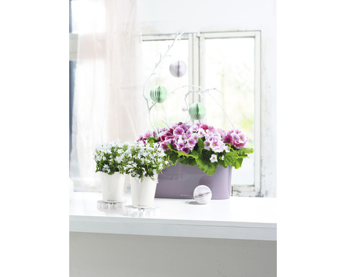 Fönsterdekoration med krukväxter, bestående av två blåklockor i krukor och en avlång blomlåda med primuler.