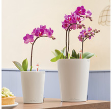 Självvattnande blomkruka LECHUZA Deltini Mini plast Ø10x13cm vit
