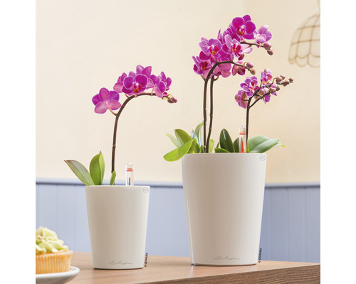 Två miniorkidéer i vita krukor med vattennivåindikator